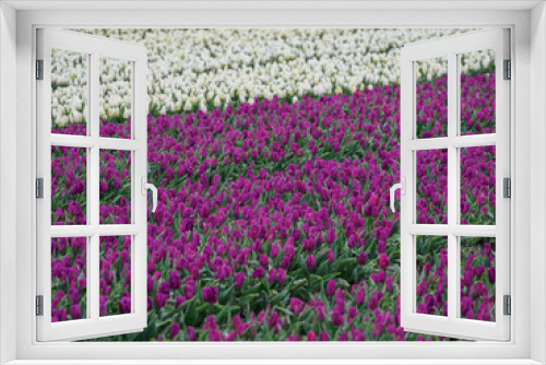 Fototapeta Naklejka Na Ścianę Okno 3D - Tulpenfelder in den Niederlanden