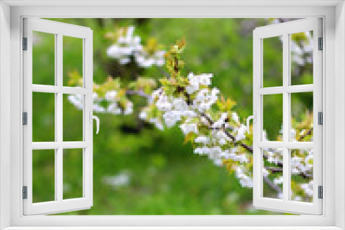 Fototapeta Naklejka Na Ścianę Okno 3D - White flowers blossoming on the tree. Selective focus.