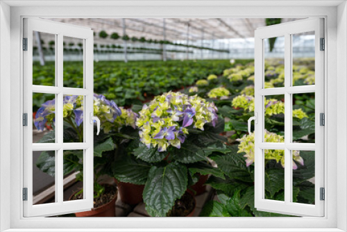 Fototapeta Naklejka Na Ścianę Okno 3D - Hydrangea or hortensia, flowers in flowerheads produced from early spring to late autumn, cultivated as decorative or ornamental garden plant growing in Dutch greenhouse