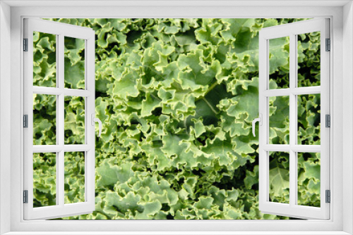 Fototapeta Naklejka Na Ścianę Okno 3D - Kale (close-up)