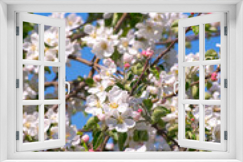 Fototapeta Naklejka Na Ścianę Okno 3D - Spring Apple Blossom over blue sky.