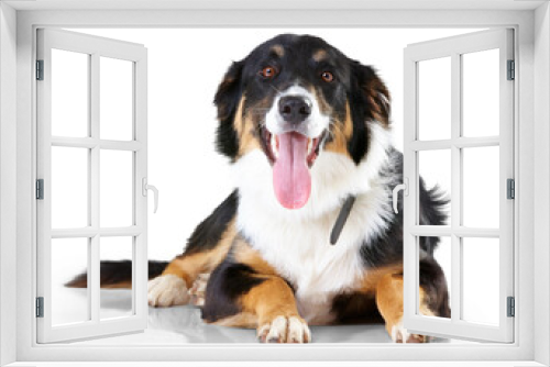 Fototapeta Naklejka Na Ścianę Okno 3D - Portrait, border collie and dog with tongue out relax on floor with no people on isolated, transparent and png background. Face, animal and calm puppy resting, curious and sweet, playful and chilling