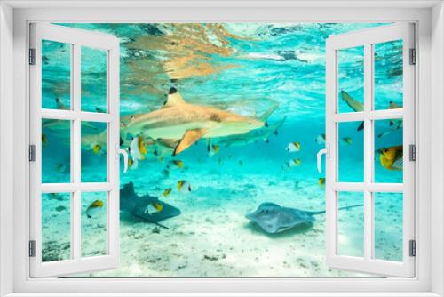 Fototapeta Naklejka Na Ścianę Okno 3D - French Polynesia, Bora Bora. Black-tip reef sharks and stingrays.