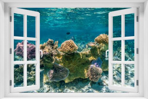 Fototapeta Naklejka Na Ścianę Okno 3D - French Polynesia, Bora Bora. Close-up of coral garden.