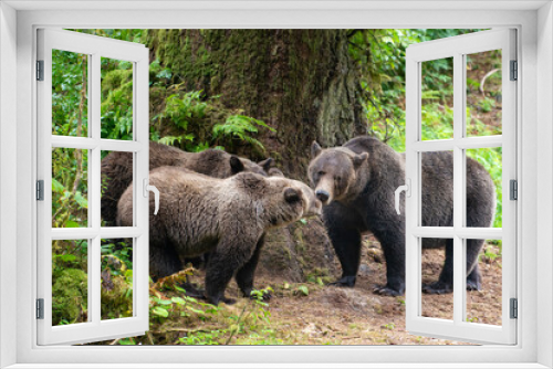 Fototapeta Naklejka Na Ścianę Okno 3D - Brown bear sow tends to her yearling cubs.