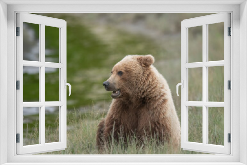 Fototapeta Naklejka Na Ścianę Okno 3D - Brown bear cub resting near a stream.