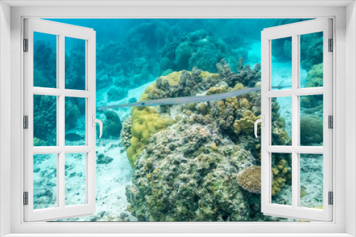 Fototapeta Naklejka Na Ścianę Okno 3D - French Polynesia, Moorea. Close-up of needlefish and corals.