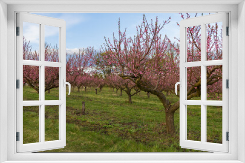 Fototapeta Naklejka Na Ścianę Okno 3D - Beautiful peach orchard. There are pink flowers on the trees. There is green grass between the trees. The sky is blue.