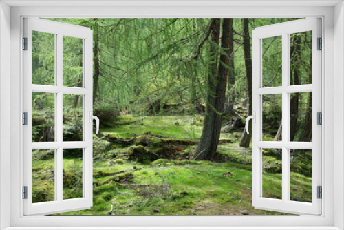 Fototapeta Naklejka Na Ścianę Okno 3D - mystic woods