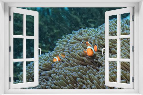 Fototapeta Naklejka Na Ścianę Okno 3D - clown fish on an anemone underwater reef in the tropical ocean