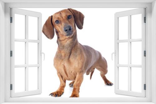 Fototapeta Naklejka Na Ścianę Okno 3D - dachshund dog
