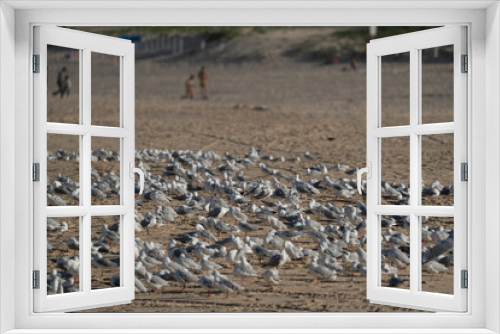Fototapeta Naklejka Na Ścianę Okno 3D - Flock of seagulls at the beach