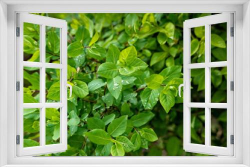 Fototapeta Naklejka Na Ścianę Okno 3D - Close-up shot of green bush after rain