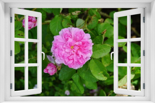 Fototapeta Naklejka Na Ścianę Okno 3D - Beautiful roses blooming in May.