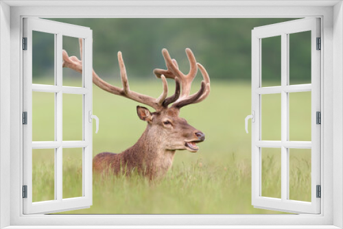 Fototapeta Naklejka Na Ścianę Okno 3D - Red deer stag with velvet antlers in summer