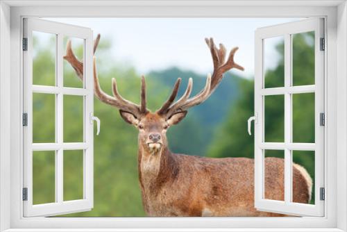 Fototapeta Naklejka Na Ścianę Okno 3D - Portrait of a Red deer stag with velvet antlers in summer