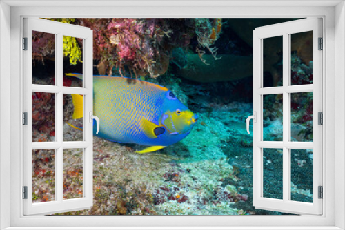 Fototapeta Naklejka Na Ścianę Okno 3D - Queen angelfish