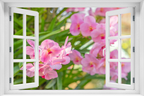 Fototapeta Naklejka Na Ścianę Okno 3D - Close up of the pink orchids.