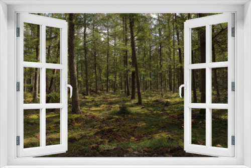 Fototapeta Naklejka Na Ścianę Okno 3D - Beautiful evergreen fairy tale forest landscape with sunlight shining through the trees and foliage. Mighty trees, emerald green moss. Nature, deforestation, reforestation, ecology themes. Natural.