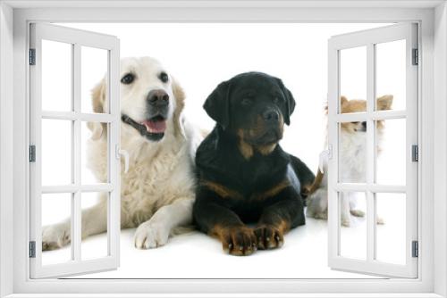 Fototapeta Naklejka Na Ścianę Okno 3D - three dogs