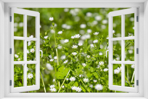 Fototapeta Naklejka Na Ścianę Okno 3D - small white flowers in a meadow
