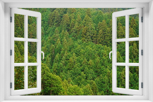 Fototapeta Naklejka Na Ścianę Okno 3D - Spring Fresh Lush Green Cedar called Yoshino-sugi on Mt. Yoshino-yama, in Nara, Japan - 吉野杉 吉野山 日本 奈良