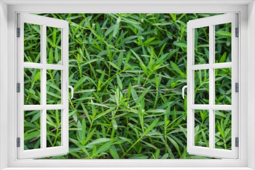 Fototapeta Naklejka Na Ścianę Okno 3D - Seamless green grass background. Fresh grass. 