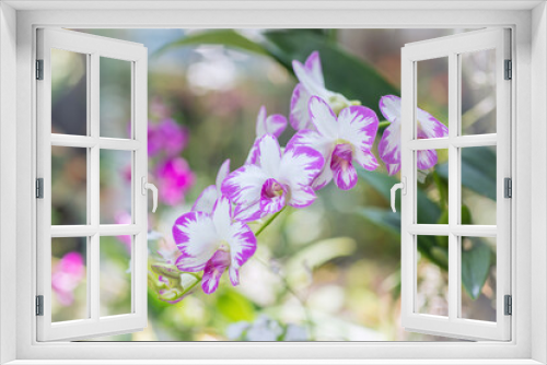 Fototapeta Naklejka Na Ścianę Okno 3D - Blooming miniature pink Dendrobiums. Orchid inflorescence on a blurred background.