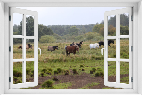 Fototapeta Naklejka Na Ścianę Okno 3D - Early in the morning, horses graze freely in the rain