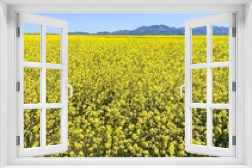 Fototapeta Naklejka Na Ścianę Okno 3D - A field of mustard flowers 