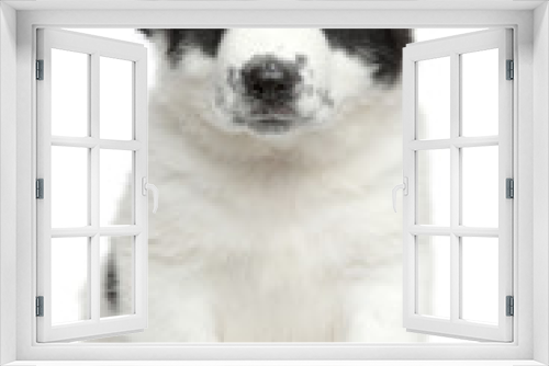 Fototapeta Naklejka Na Ścianę Okno 3D - Central asian shepherd puppy