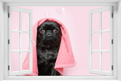 Fototapeta Naklejka Na Ścianę Okno 3D - Cute griffon or pug dog after bath on pink background. Dog wrapped in towel. Pet grooming concept.  yellow duckling and soap bubbles.Copy Space.