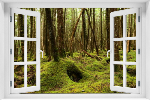 Fototapeta Naklejka Na Ścianę Okno 3D - Moss covered trees in green forest.