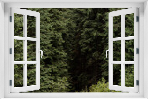 Fototapeta Naklejka Na Ścianę Okno 3D - Entrance to a pine forest in the mountains