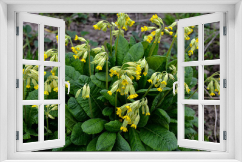Fototapeta Naklejka Na Ścianę Okno 3D - In spring, primrose (Primula veris) blooms in nature.