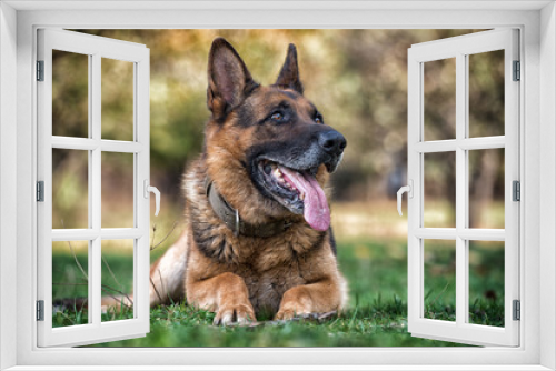 Fototapeta Naklejka Na Ścianę Okno 3D - Dog German Shepherd
