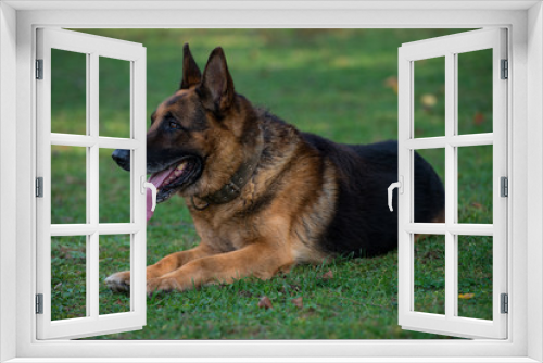 Fototapeta Naklejka Na Ścianę Okno 3D - Dog German Shepherd