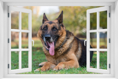 Fototapeta Naklejka Na Ścianę Okno 3D - Portrait Of German Shepherd Dog