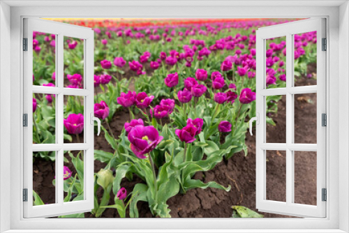 Fototapeta Naklejka Na Ścianę Okno 3D - Scenic view of rows of bright colorful blooming tulips flower field in Europe. Dutch floral commercial plantation bulb growing. Beautiful natural Netherlands landscape