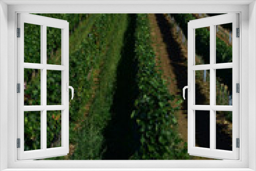 Fototapeta Naklejka Na Ścianę Okno 3D - Weinberg mit Reihen von Weinreben, Weinbau Hochformat