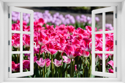 Fototapeta Naklejka Na Ścianę Okno 3D - Blooming tulips in flower bed at the city park