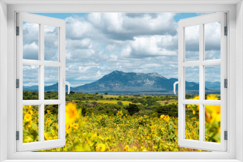 Fototapeta Naklejka Na Ścianę Okno 3D - Panoramic view at the sunflower field in Tanzania near Iringa
