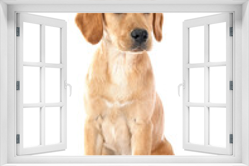 Fototapeta Naklejka Na Ścianę Okno 3D - puppy labrado retriever