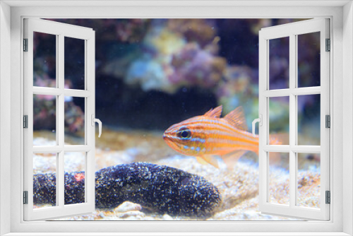 Fototapeta Naklejka Na Ścianę Okno 3D - クロナマコと水底を泳ぐベラの稚魚