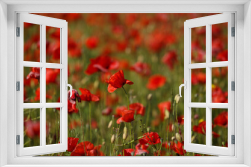 Fototapeta Naklejka Na Ścianę Okno 3D - field of red poppies