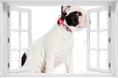 Fototapeta Naklejka Na Ścianę Okno 3D - French bulldog puppy.