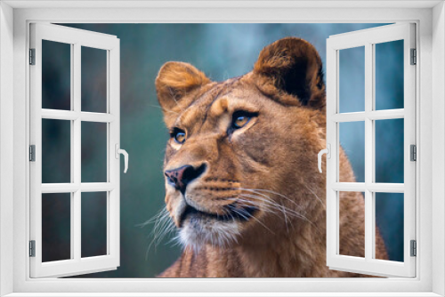 Fototapeta Naklejka Na Ścianę Okno 3D - The lion of Berber predator face nad dangerous sight.
