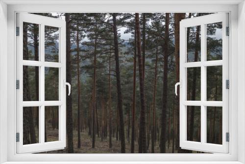 Fototapeta Naklejka Na Ścianę Okno 3D - Forest of tall pines with tall trunk