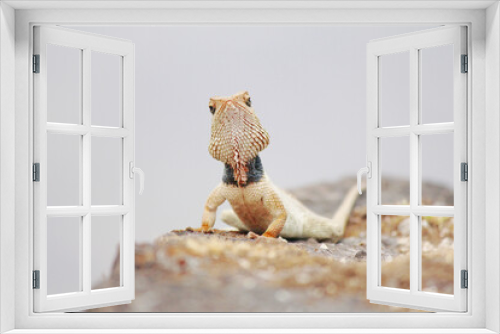 Fototapeta Naklejka Na Ścianę Okno 3D - Golden Lizard on a rock