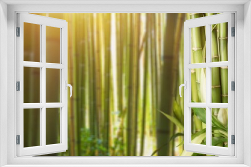 Fototapeta Naklejka Na Ścianę Okno 3D - Sugar cane green plant on background.
